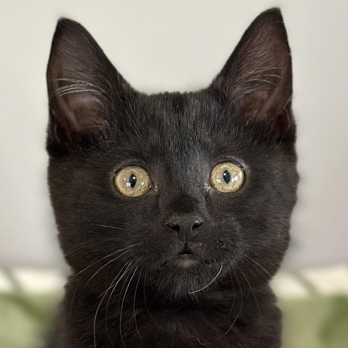 Larry, adopted, Kitten Male Domestic Short Hair.