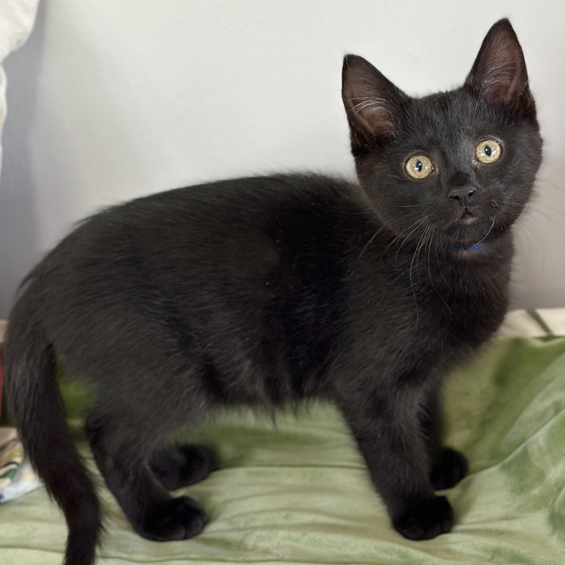 Larry, an adopted Domestic Short Hair in Victor, NY image 4/5