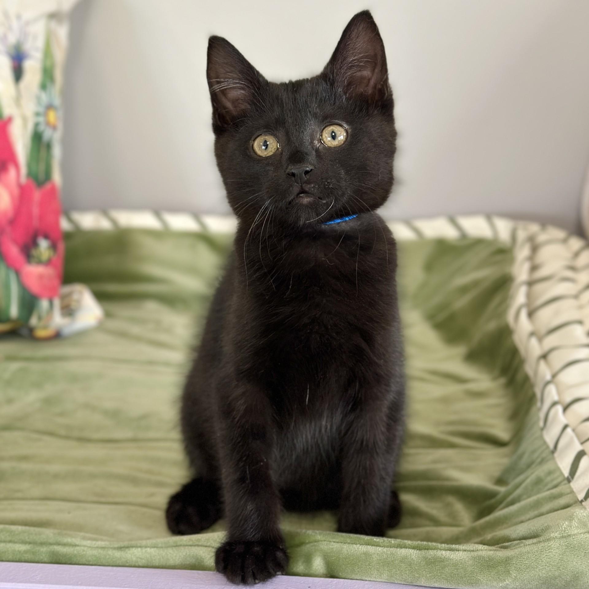 Larry, an adopted Domestic Short Hair in Victor, NY image 5/5