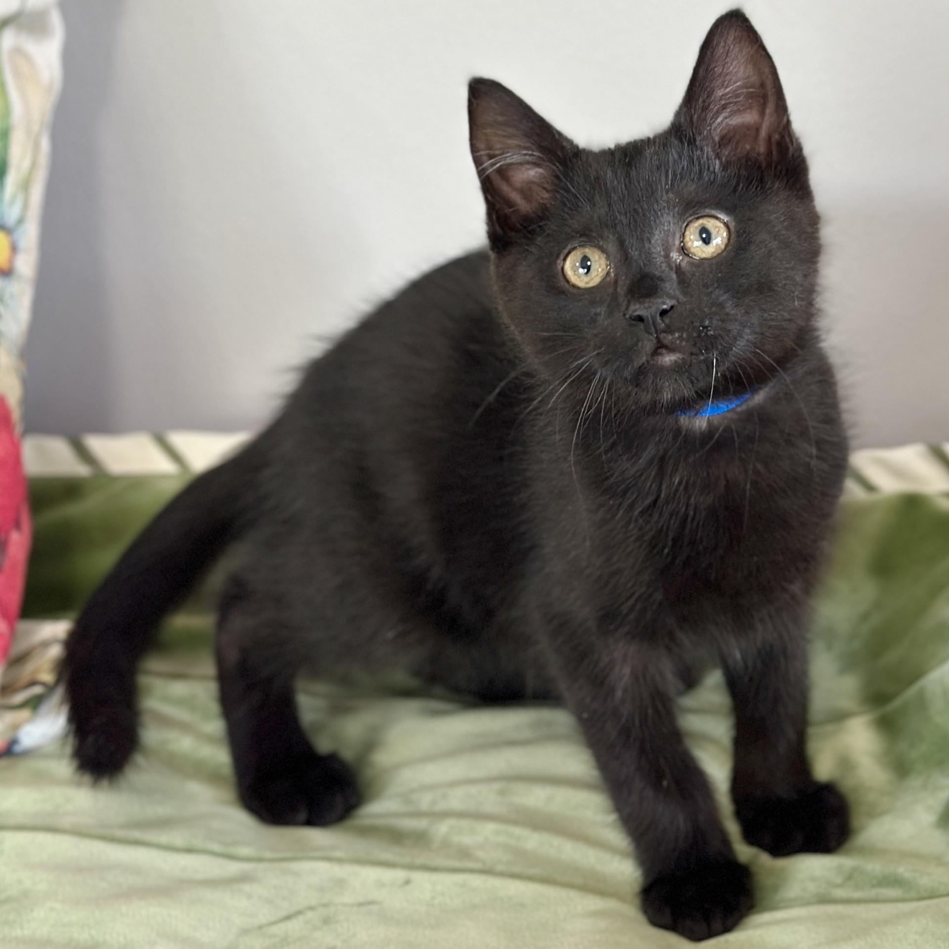 Larry, an adopted Domestic Short Hair in Victor, NY image 3/5