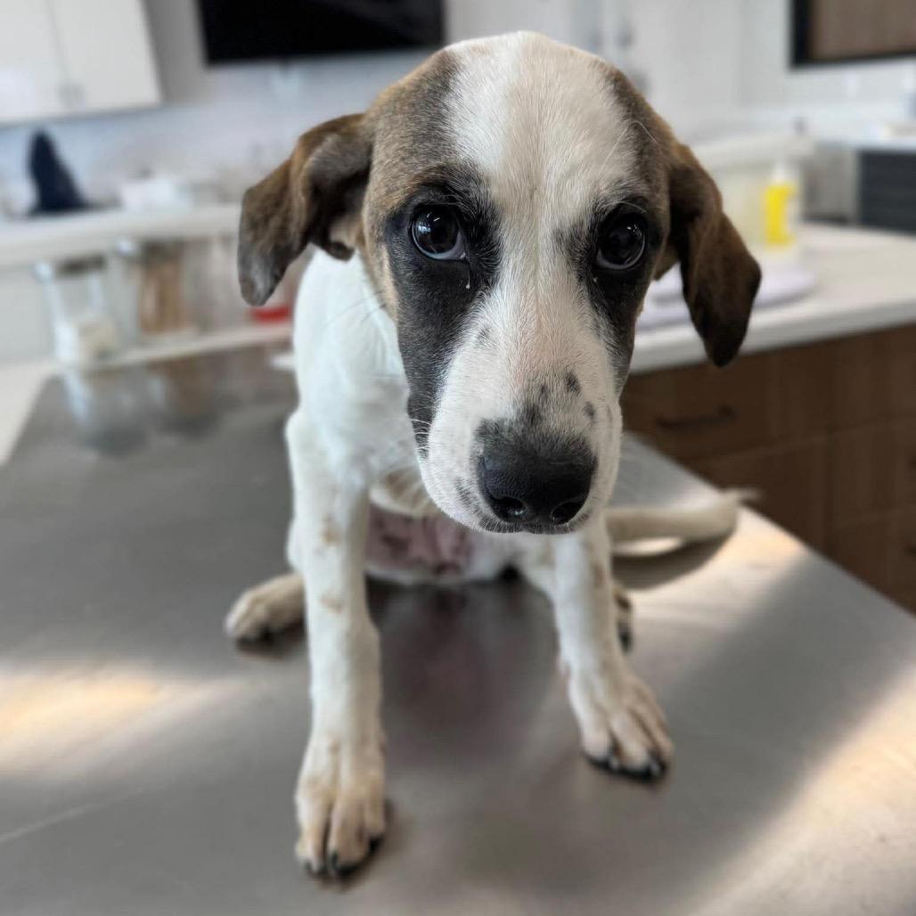 Sierra, Adoptable, Puppy Female Beagle & Mixed Breed.