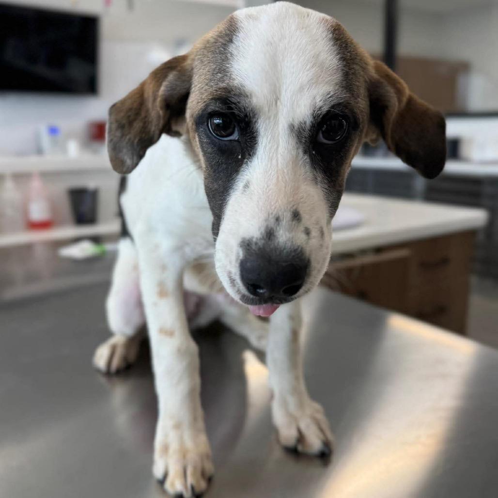 Enlarge Sierra, a Adoptable mixed breed in St. Charles, IL image 4/6