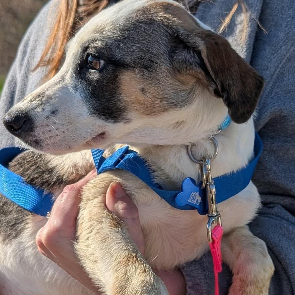 Enlarge Sierra, a Adoptable mixed breed in St. Charles, IL image 6/6