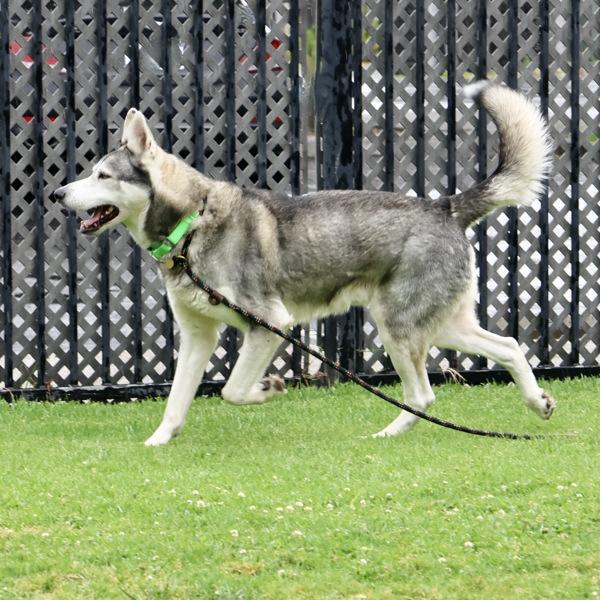 Enlarge Brutus, a Adoptable mixed breed in Dublin, CA image 1/1