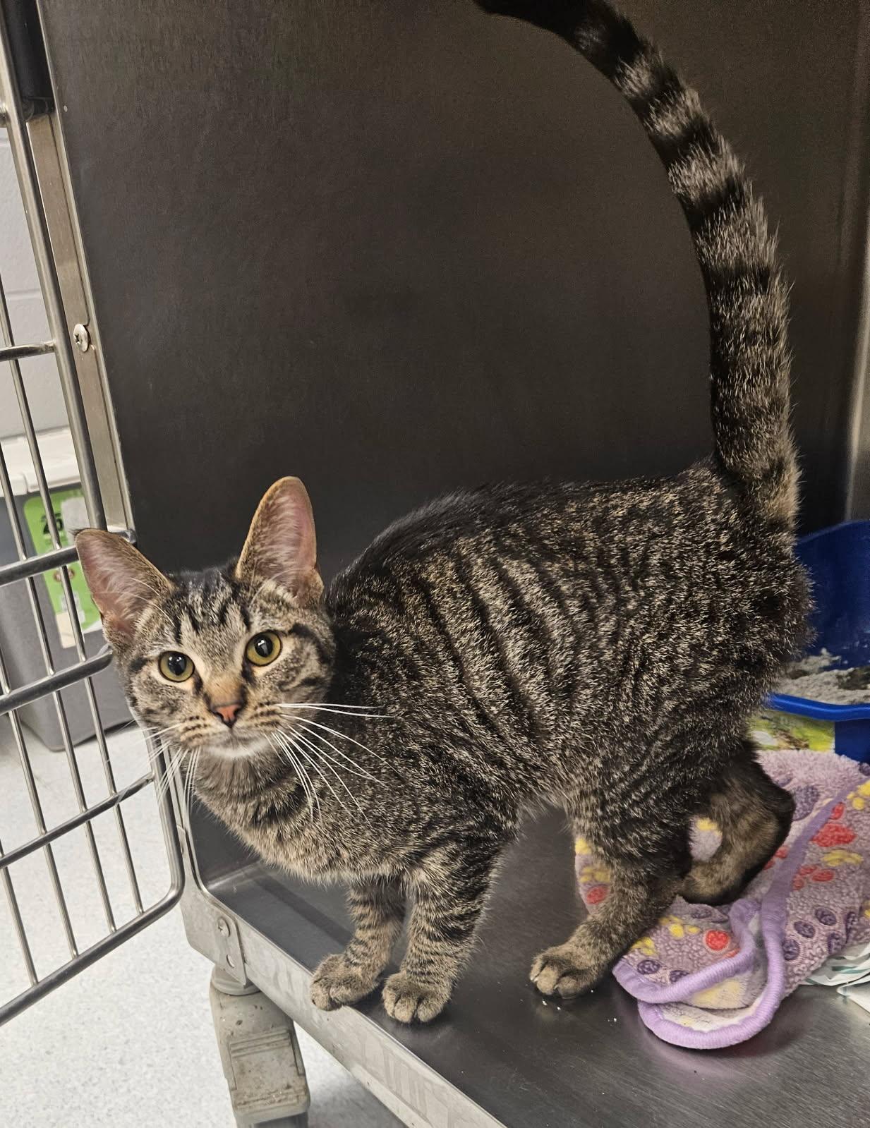 Crawdad, adopted, Young Male Domestic Short Hair.