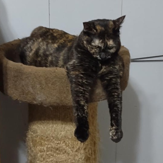 Enlarge Shadow, a Adoptable Tortoiseshell in Simms, TX image 1/4