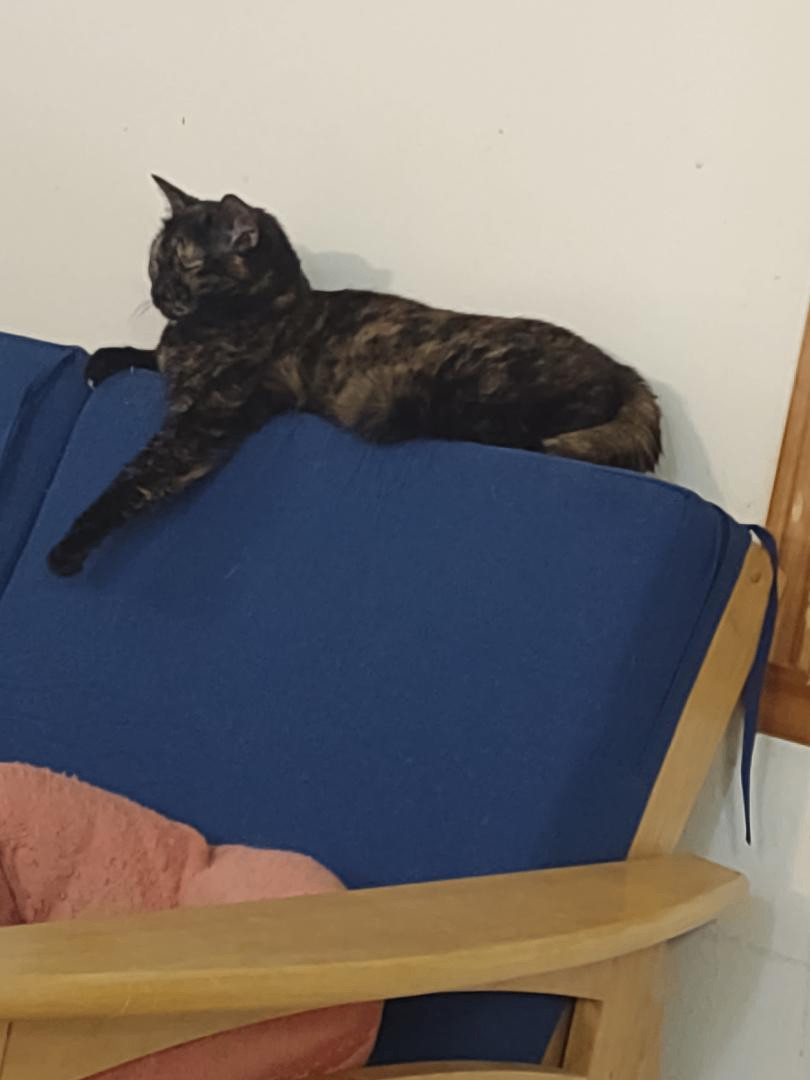 Enlarge Shadow, a Adoptable Tortoiseshell in Simms, TX image 2/4