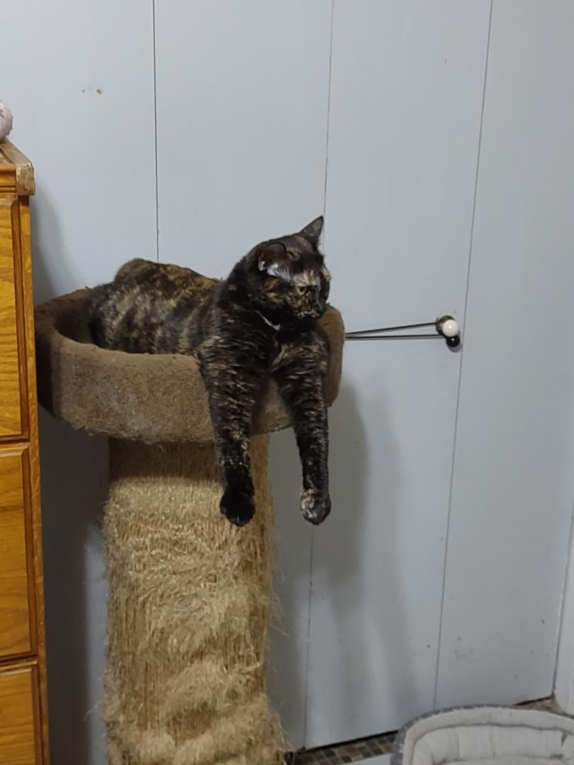 Enlarge Shadow, a Adoptable Tortoiseshell in Simms, TX image 3/4