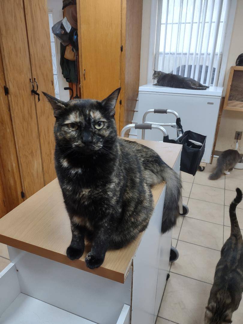 Enlarge Shadow, a Adoptable Tortoiseshell in Simms, TX image 4/4