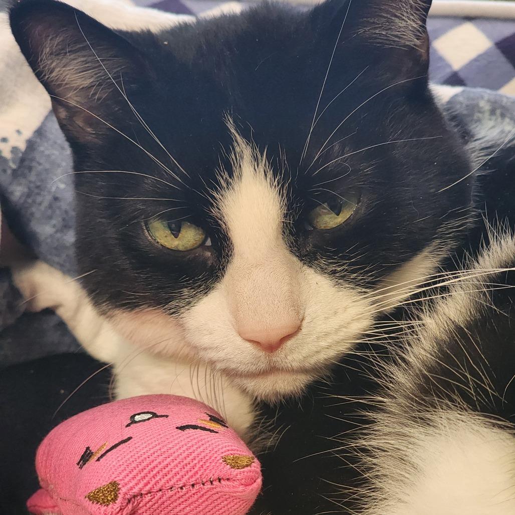 Enlarge Goose, a Adoptable Domestic Short Hair in Baltimore, MD image 1/6