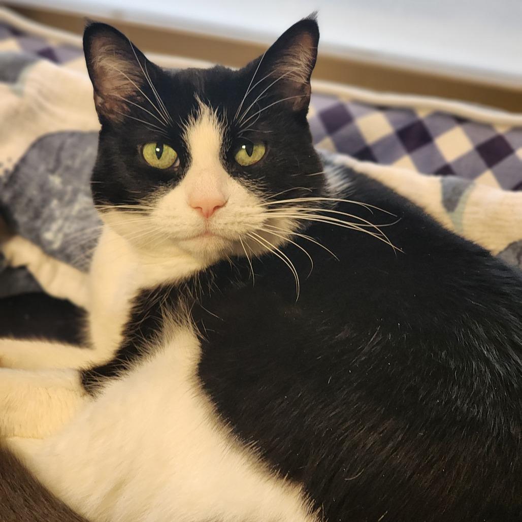 Enlarge Goose, a Adoptable Domestic Short Hair in Baltimore, MD image 2/6