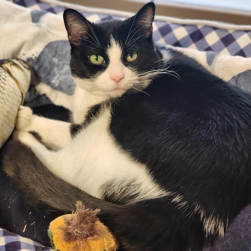 Enlarge Goose, a Adoptable Domestic Short Hair in Baltimore, MD image 3/6