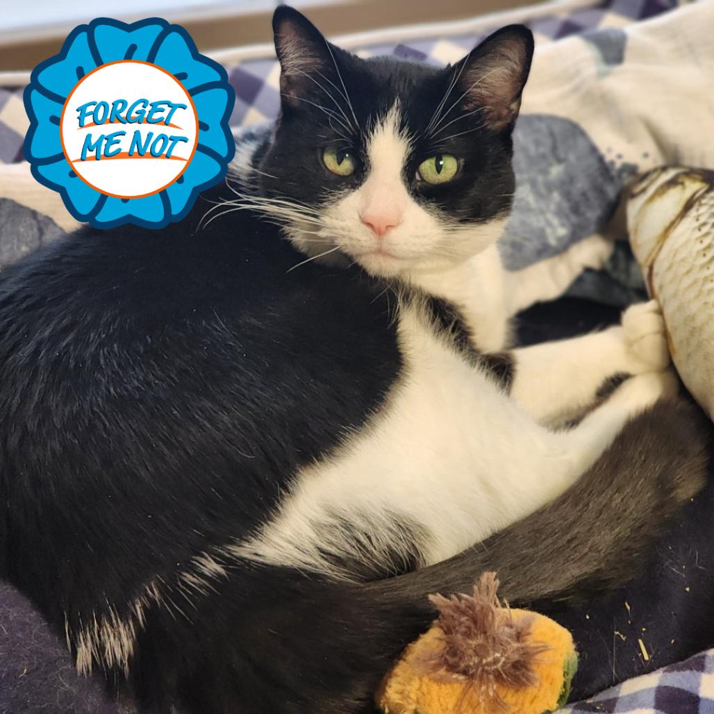 Enlarge Goose, a Adoptable Domestic Short Hair in Baltimore, MD image 4/6