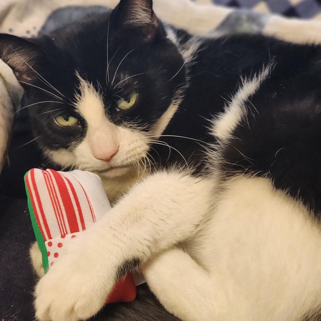 Enlarge Goose, a Adoptable Domestic Short Hair in Baltimore, MD image 4/6