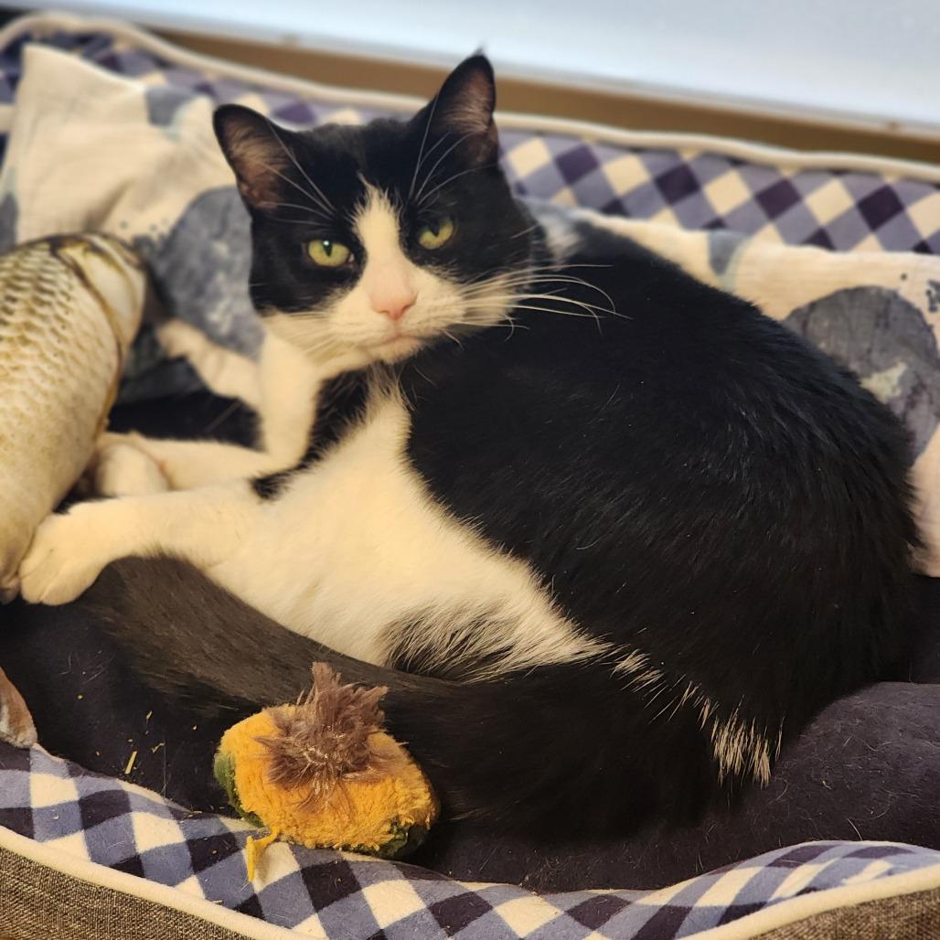 Enlarge Goose, a Adoptable Domestic Short Hair in Baltimore, MD image 6/6