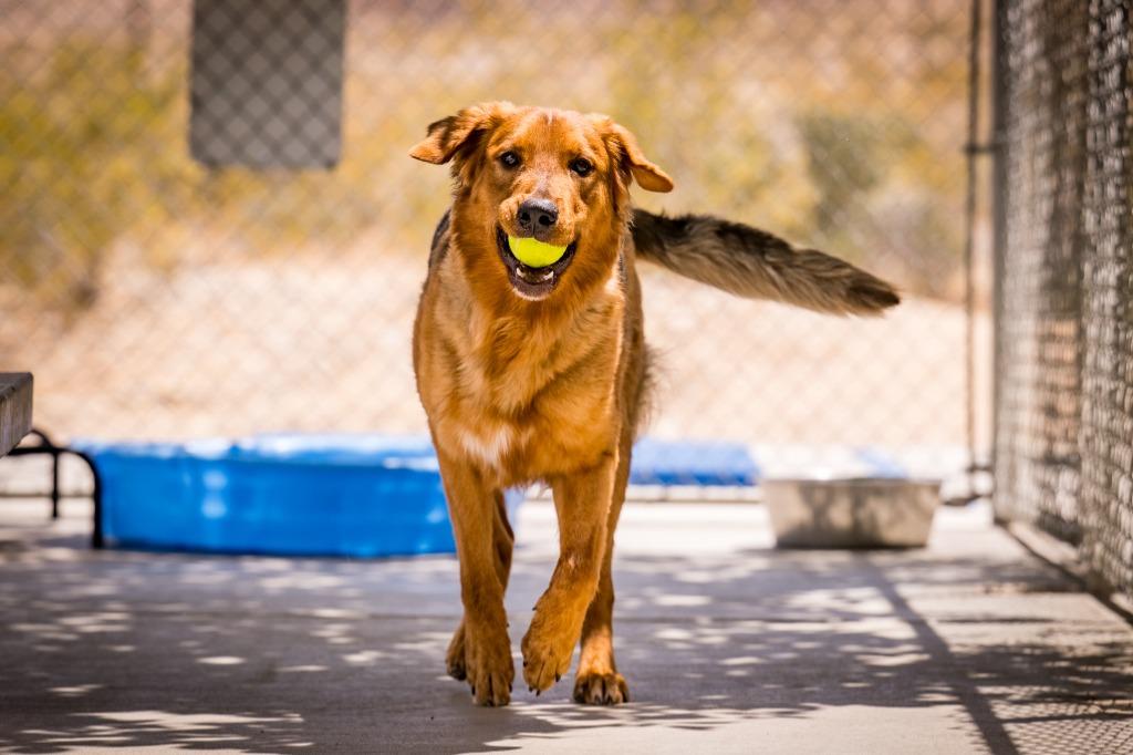 Enlarge Charlie Boy, a Adoptable mixed breed in Twentynine Palms, CA image 1/6