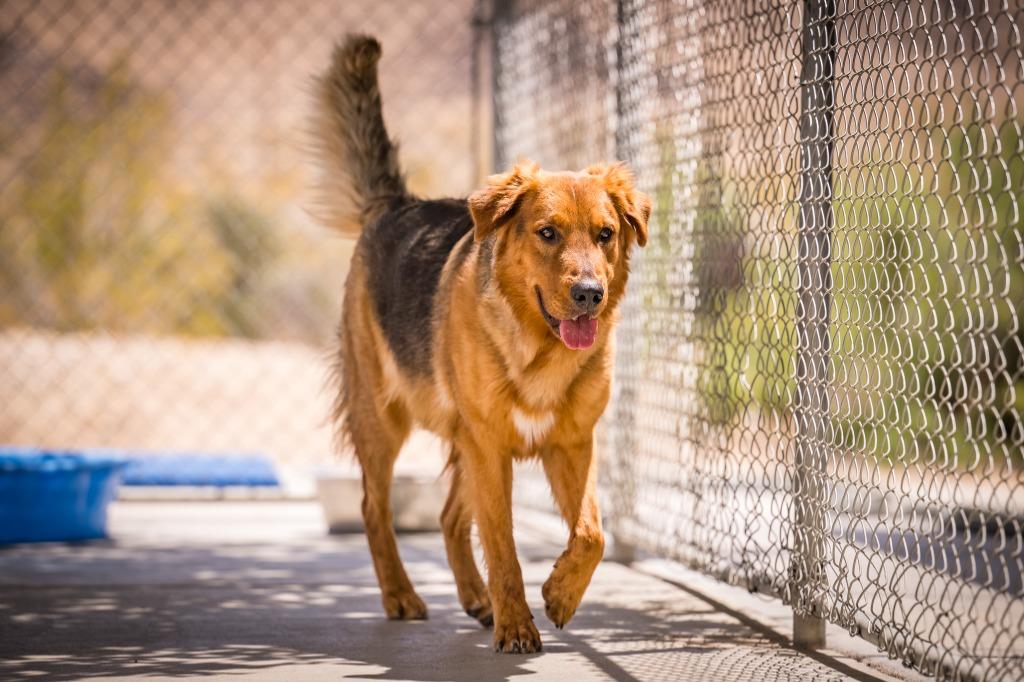 Enlarge Charlie Boy, a Adoptable mixed breed in Twentynine Palms, CA image 2/6