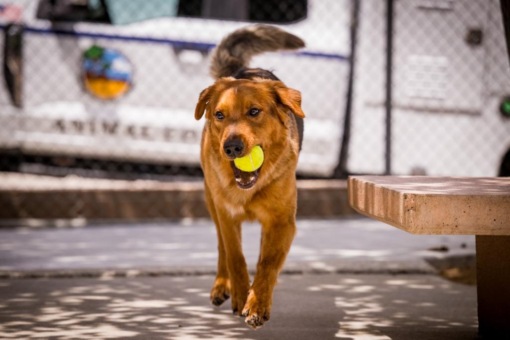 Enlarge Charlie Boy, a Adoptable mixed breed in Twentynine Palms, CA image 3/6