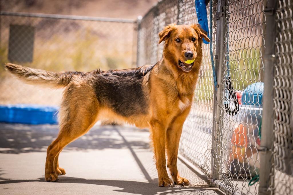 Enlarge Charlie Boy, a Adoptable mixed breed in Twentynine Palms, CA image 4/6