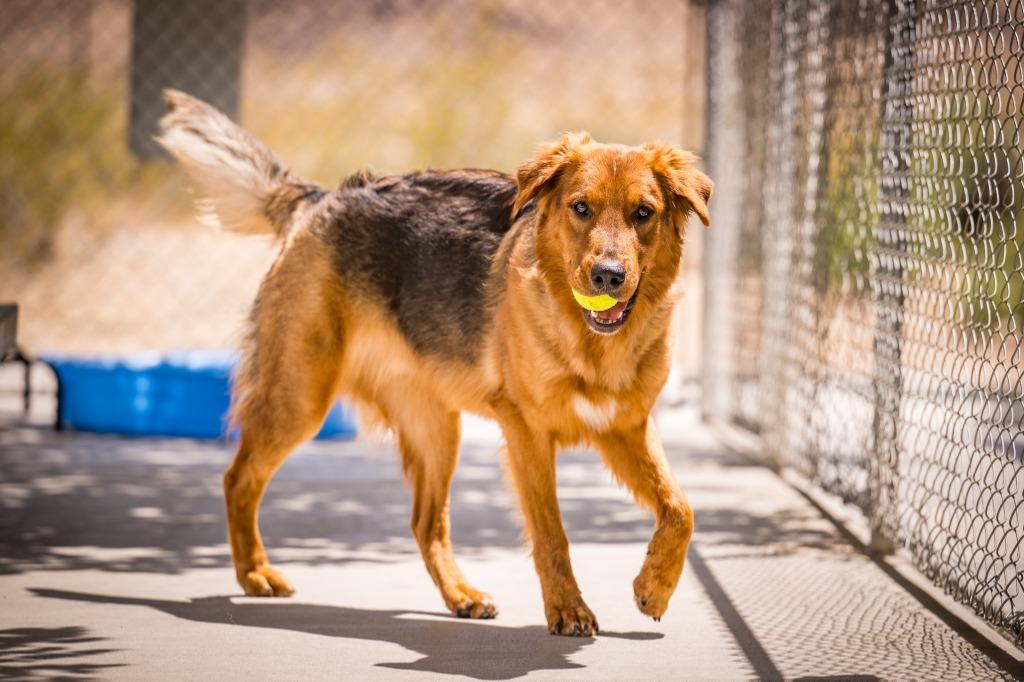 Enlarge Charlie Boy, a Adoptable mixed breed in Twentynine Palms, CA image 5/6
