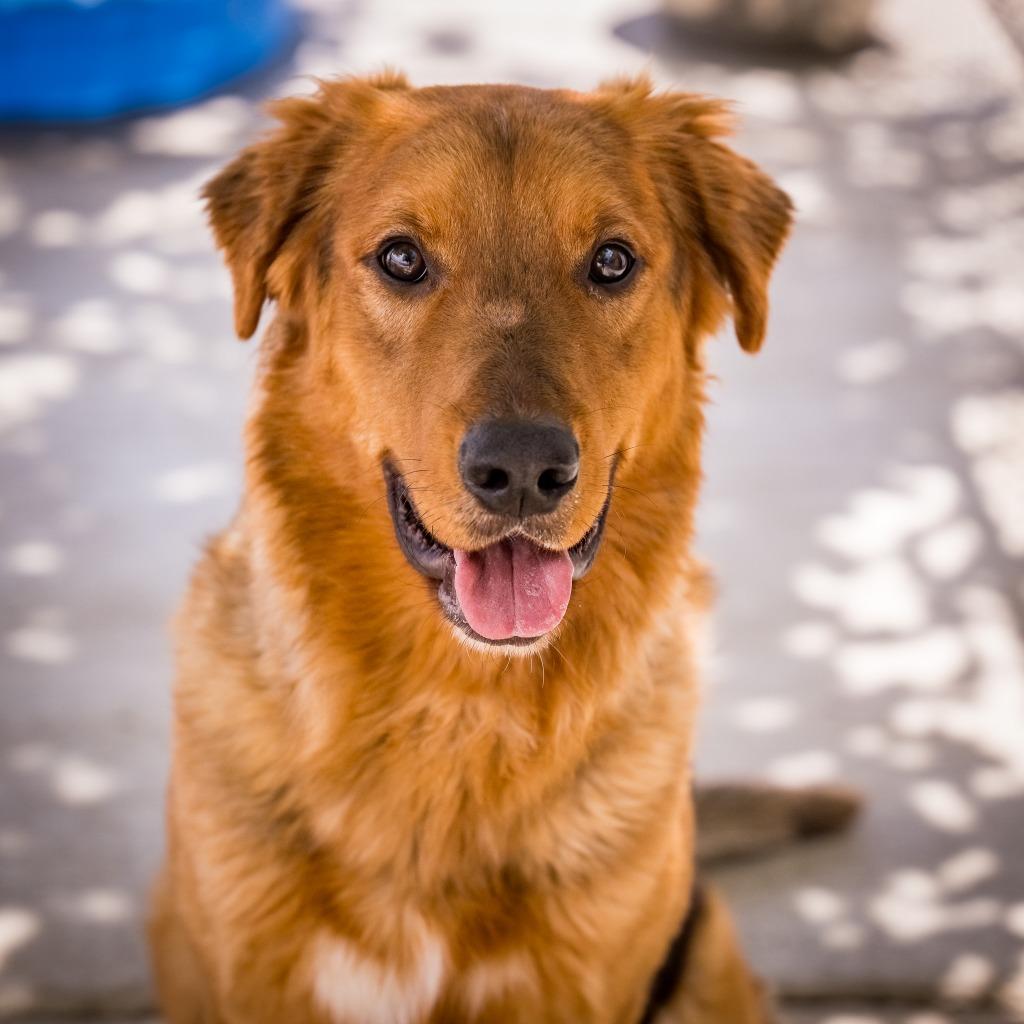 Enlarge Charlie Boy, a Adoptable mixed breed in Twentynine Palms, CA image 6/6