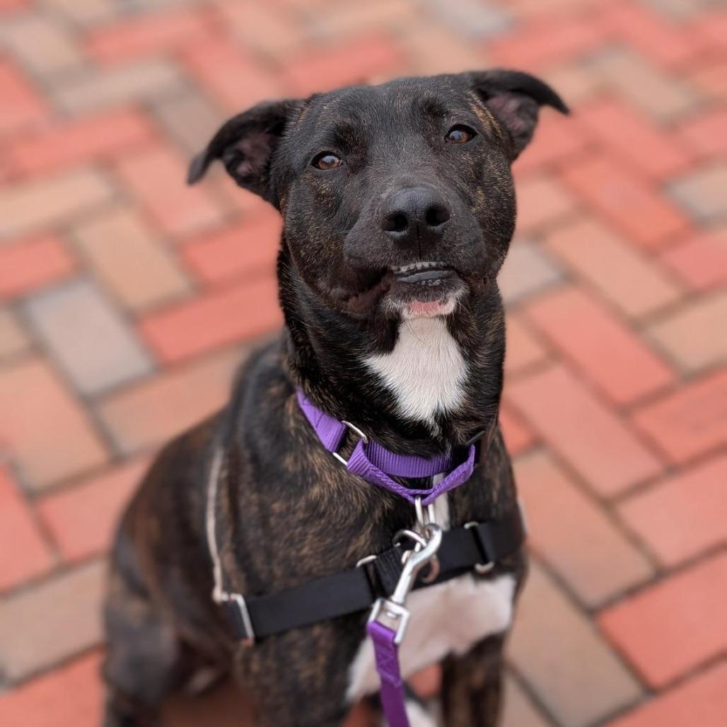 Roux, Adoptable, Adult Female Mixed Breed.