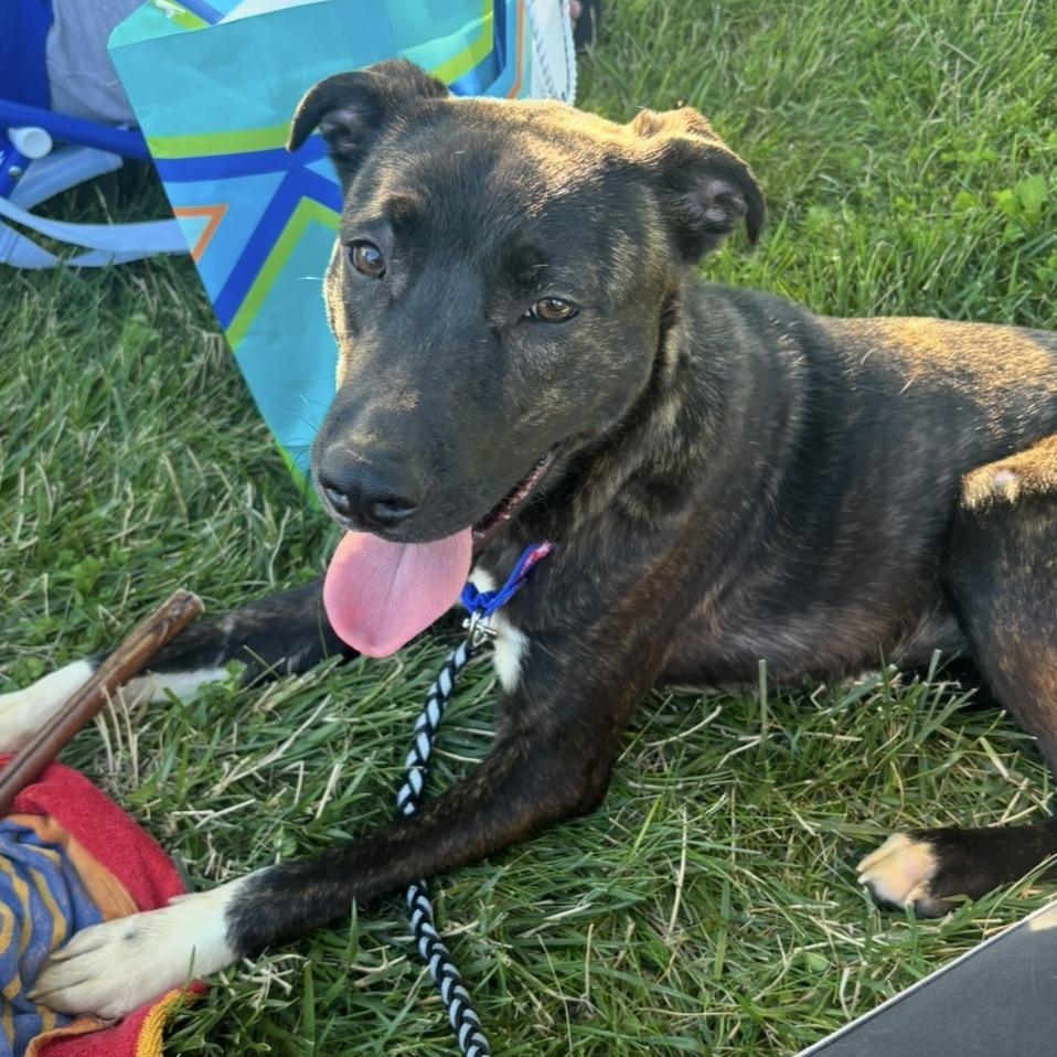Enlarge Roux, a Adoptable Mixed Breed in Washington Township, OH image 2/5