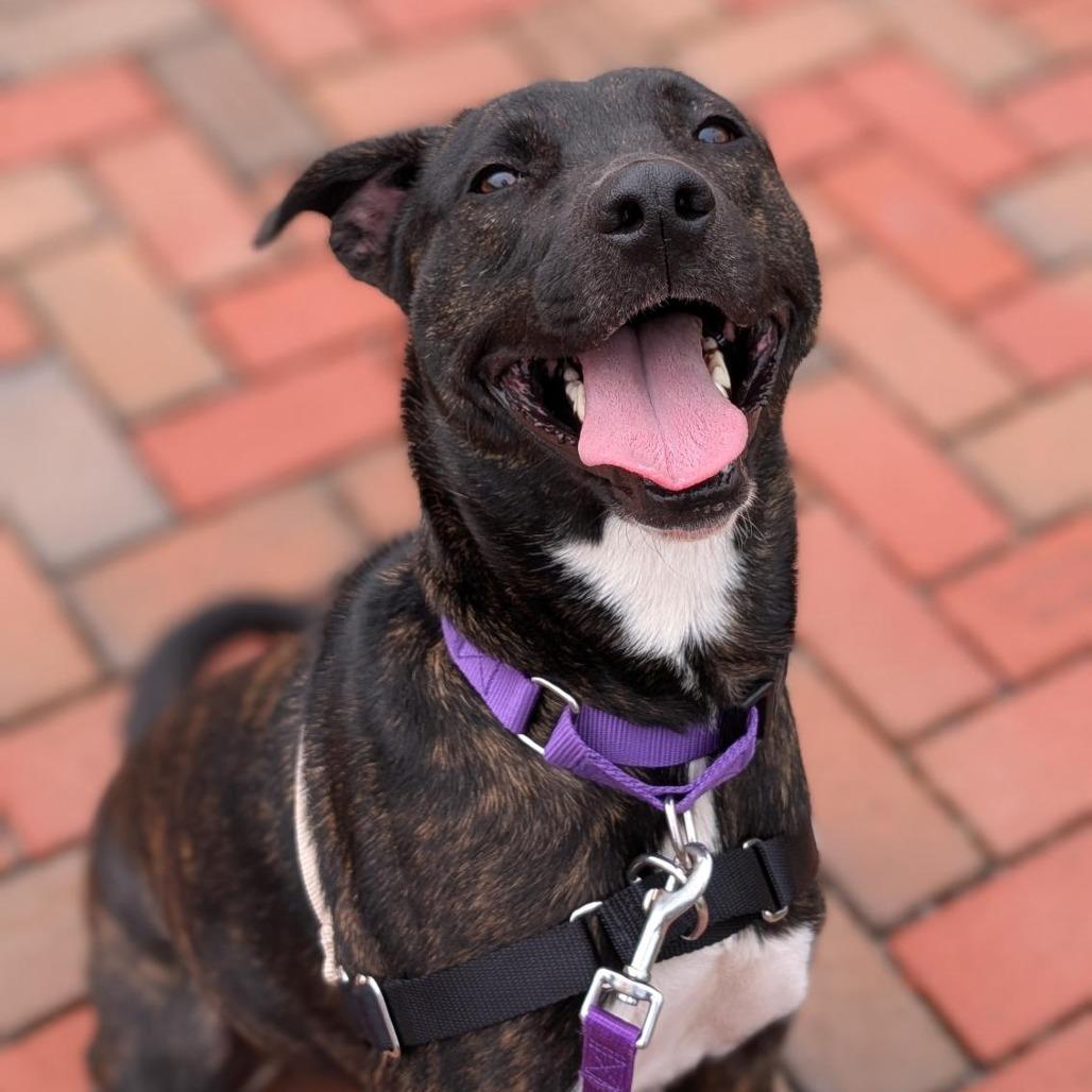 Enlarge Roux, a Adoptable Mixed Breed in Washington Township, OH image 3/5