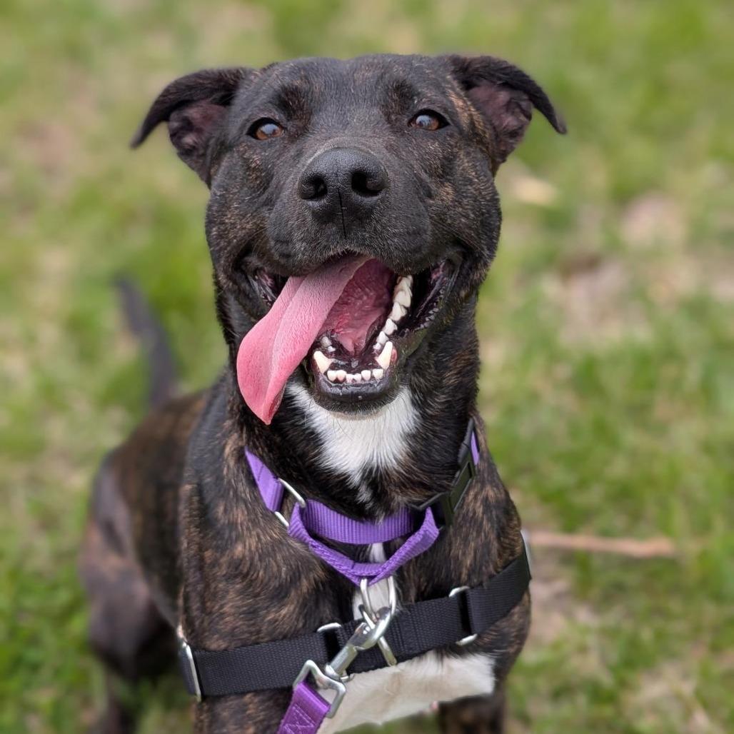 Enlarge Roux, a Adoptable Mixed Breed in Washington Township, OH image 4/5