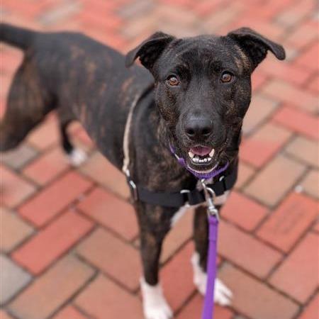 Enlarge Roux, a Adoptable Mixed Breed in Washington Township, OH image 5/5