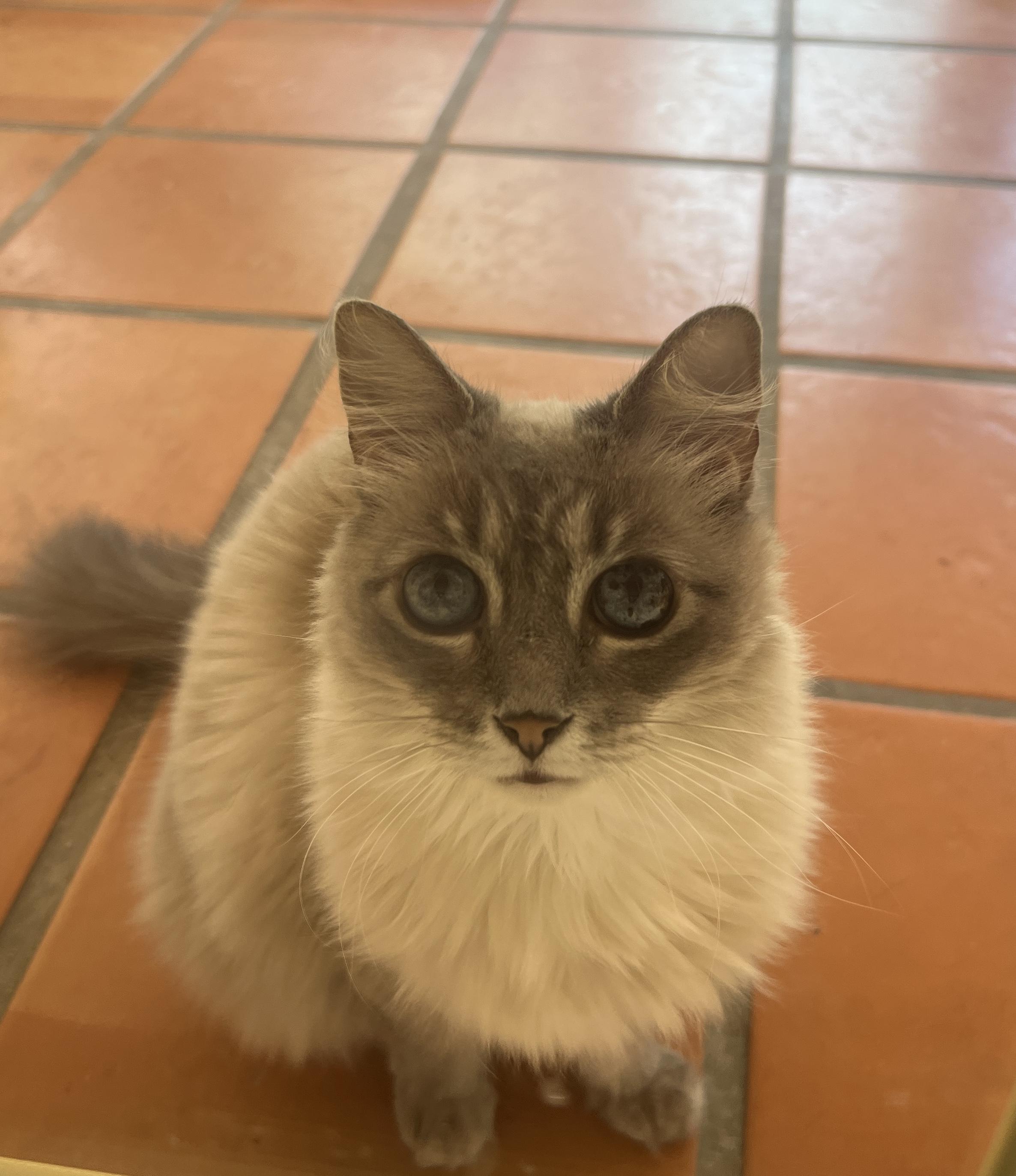 Bella, Adopted, Adult Female Ragdoll.