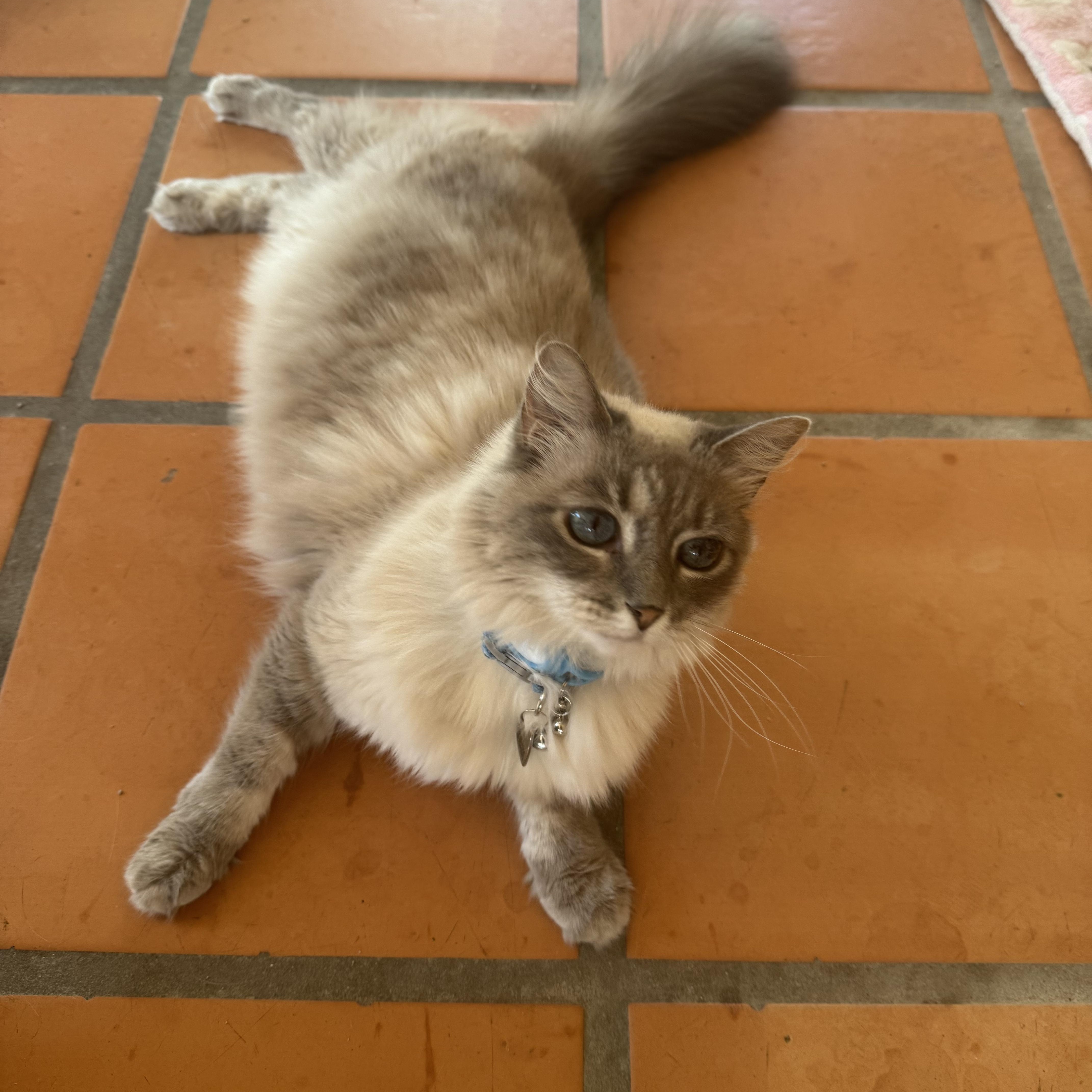 Enlarge Bella, a Adopted Ragdoll in Loxahatchee, FL image 2/3