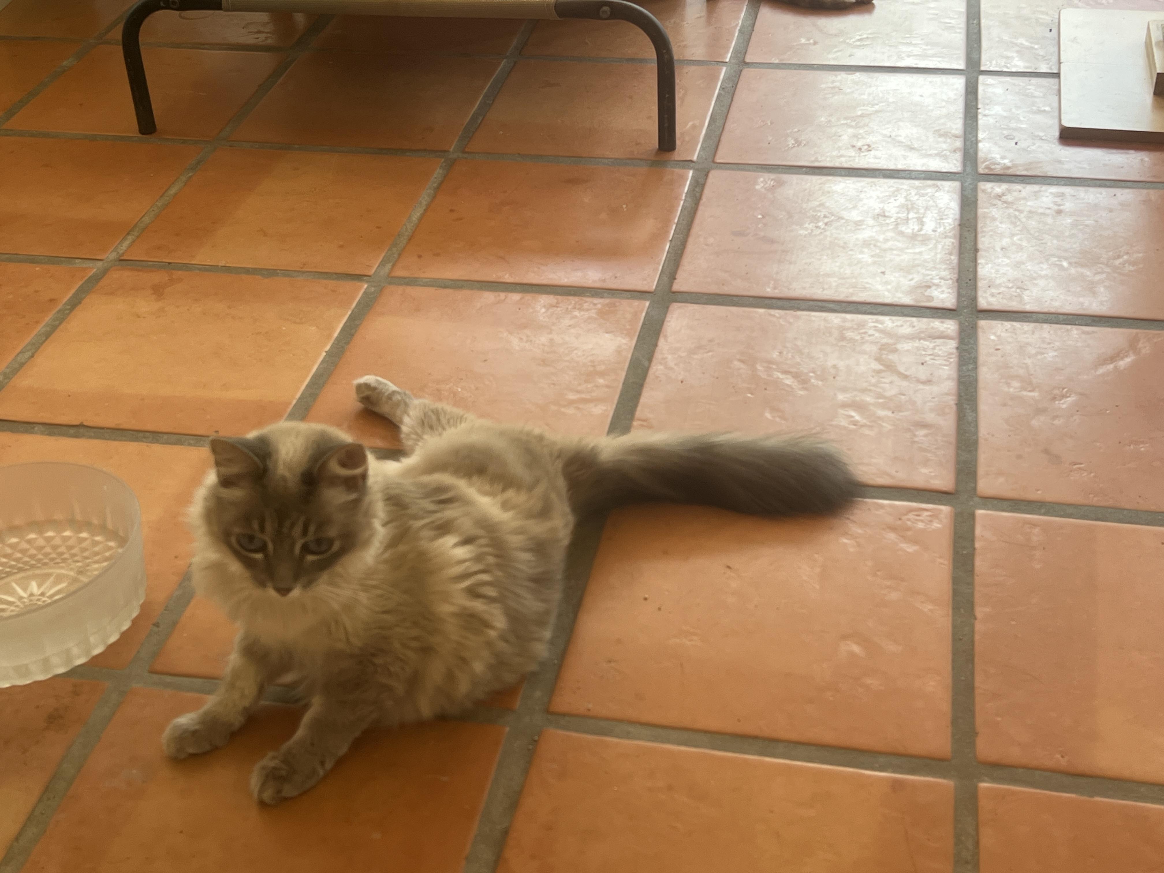 Enlarge Bella, a Adopted Ragdoll in Loxahatchee, FL image 3/3