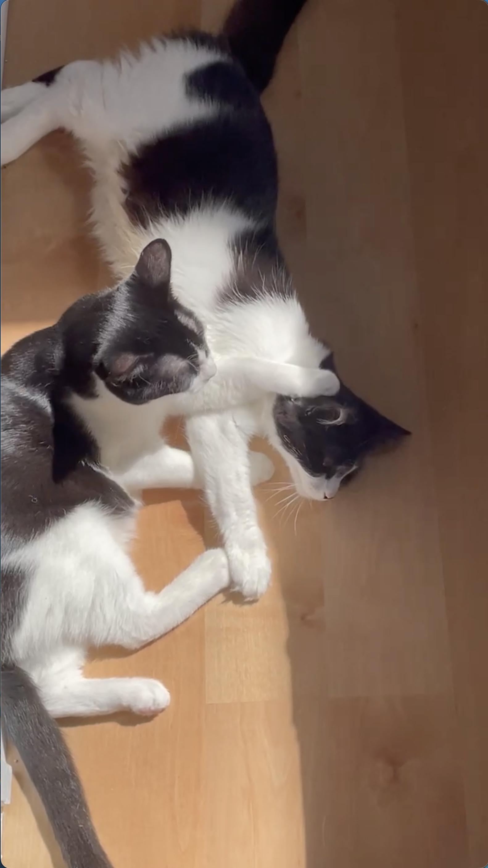 Enlarge Dottie, a Adoptable Domestic Medium Hair in Alameda, CA image 1/3