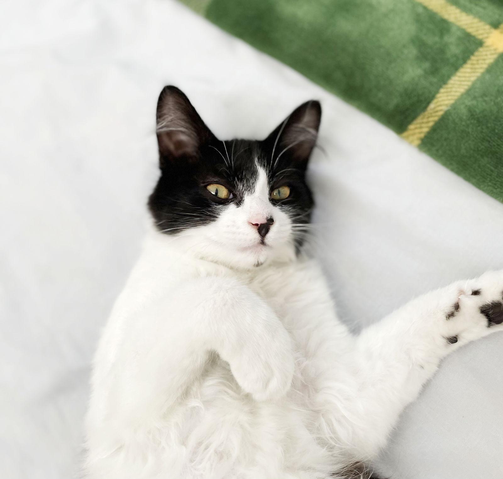 Enlarge Dottie, a Adoptable Domestic Medium Hair in Alameda, CA image 2/3