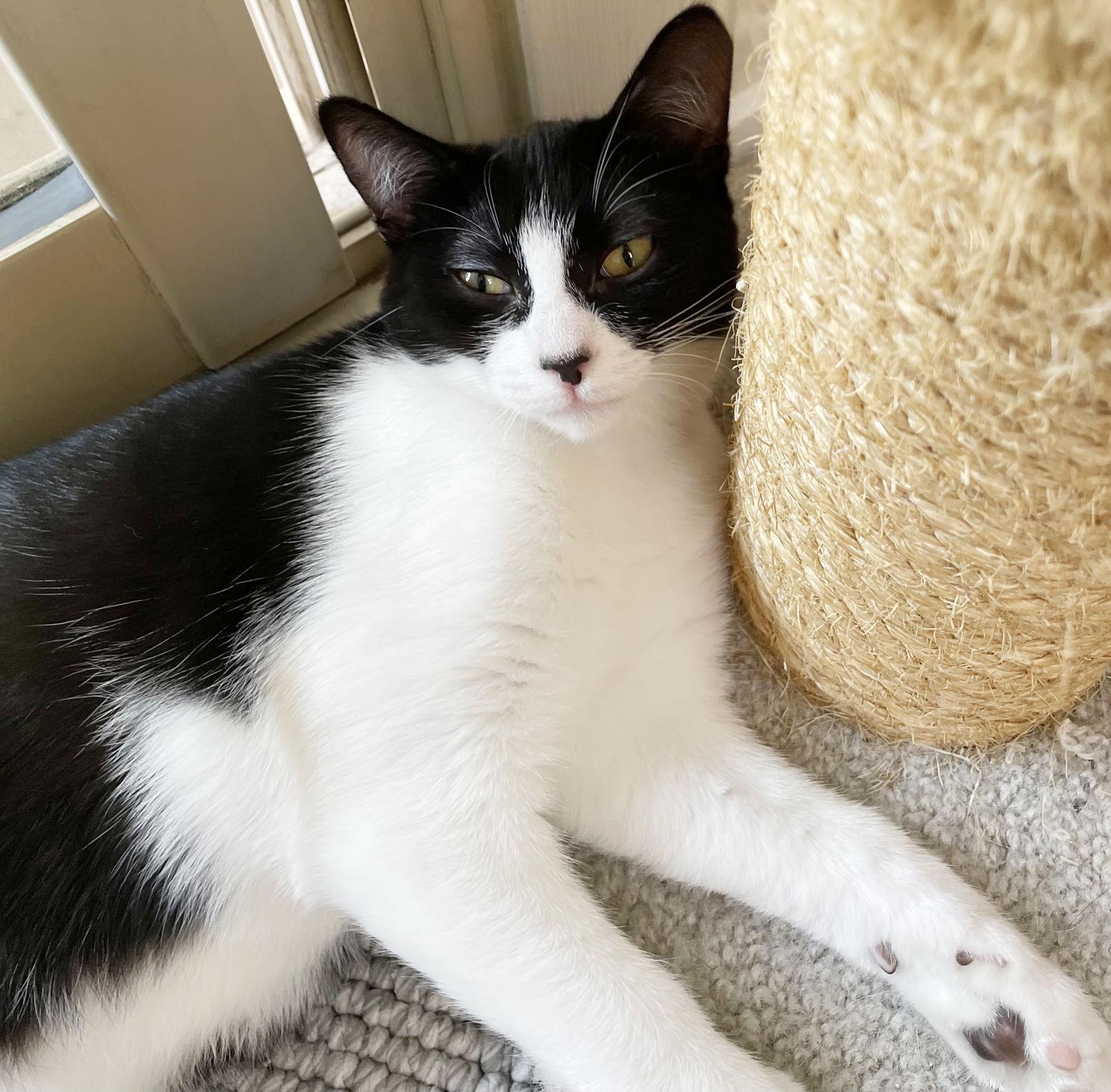 Enlarge Dottie, a Adoptable Domestic Medium Hair in Alameda, CA image 3/3