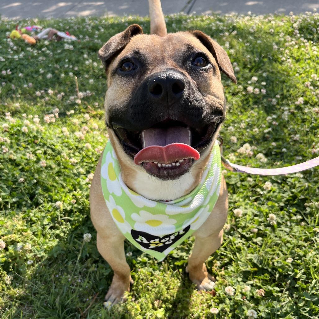 Widget, Adoptable, Adult Female Pit Bull Terrier & Mixed Breed.