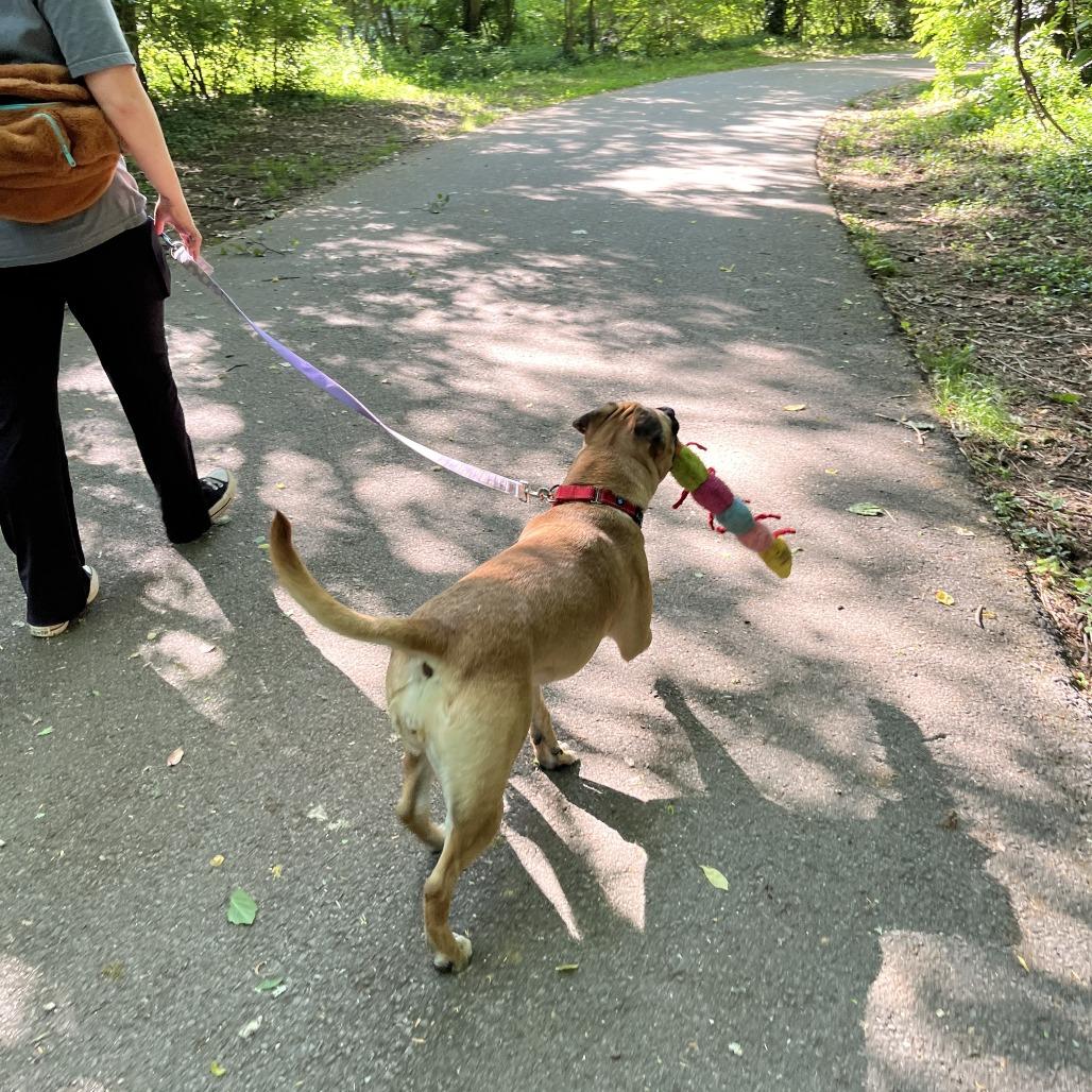 Widget, Adoptable, Adult Female Mixed Breed.