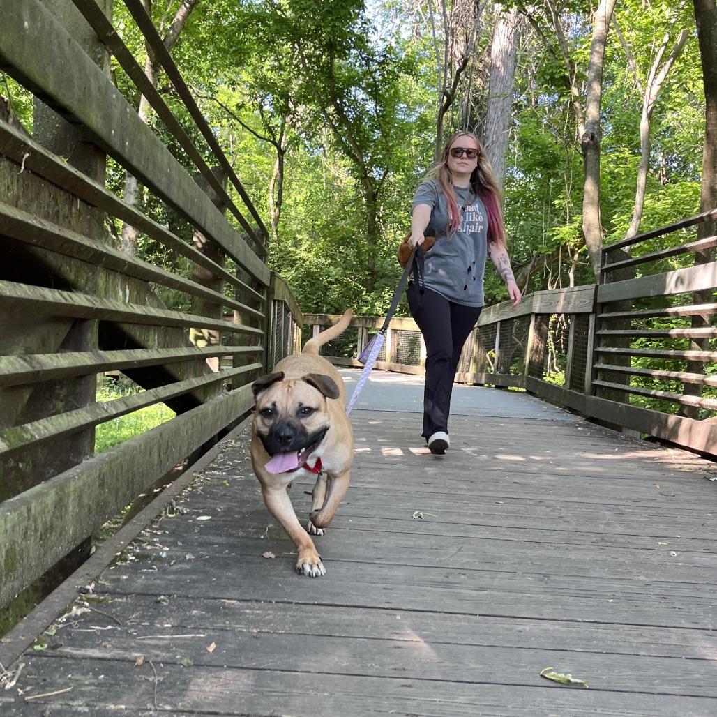 Enlarge Widget, a Adoptable Mixed Breed in Nashville, TN image 2/6