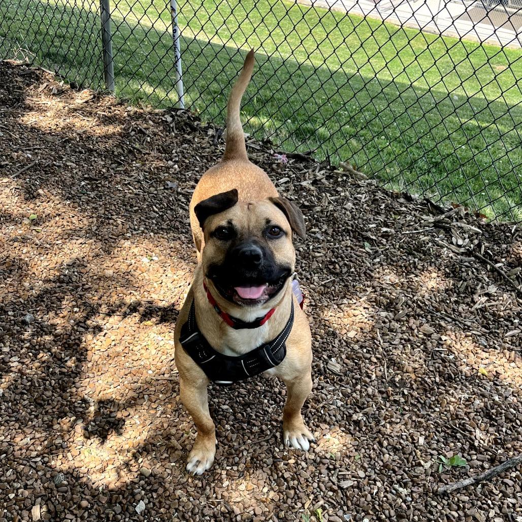 Widget, a Adoptable mixed breed in Nashville, TN image 3/6