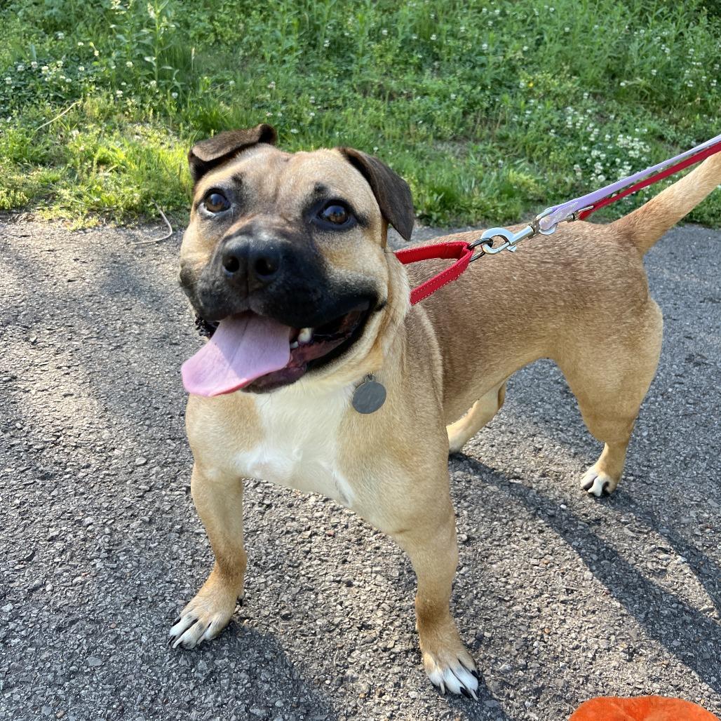 Enlarge Widget, a Adoptable Mixed Breed in Nashville, TN image 3/6