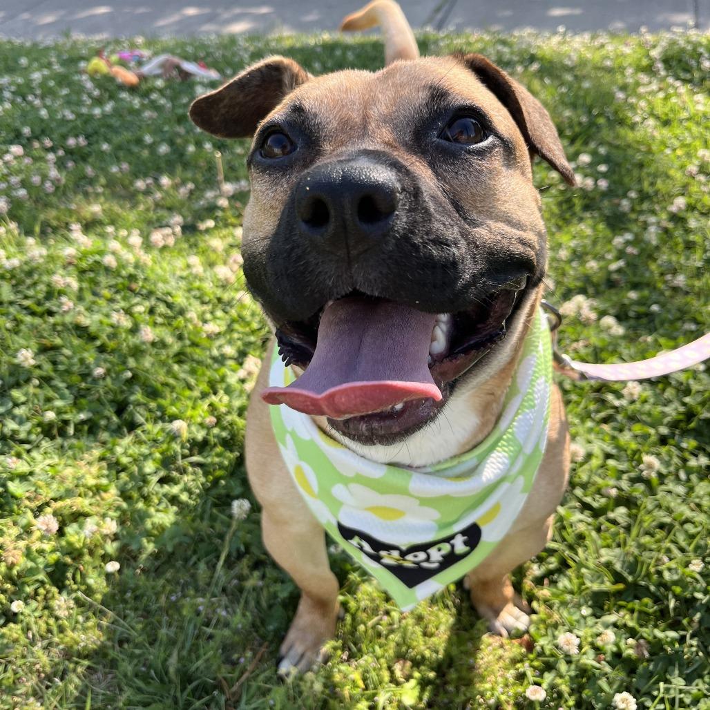 Enlarge Widget, a Adoptable Mixed Breed in Nashville, TN image 4/6