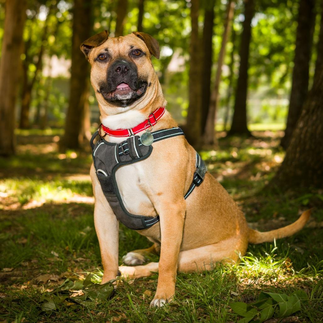 Widget, a Adoptable mixed breed in Nashville, TN image 4/6
