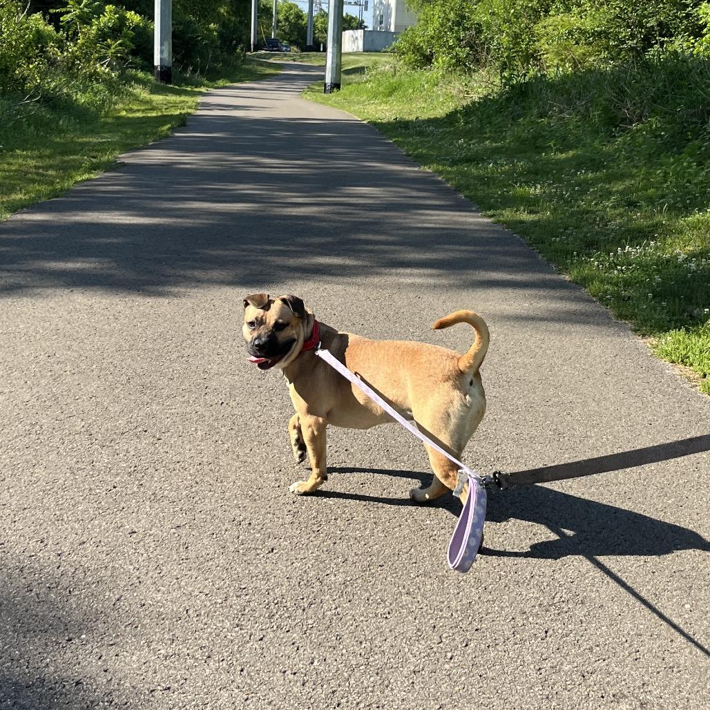 Enlarge Widget, a Adoptable Mixed Breed in Nashville, TN image 5/6
