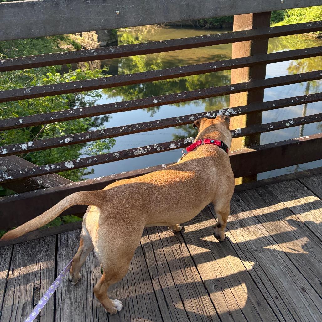 Widget, a Adoptable mixed breed in Nashville, TN image 5/6