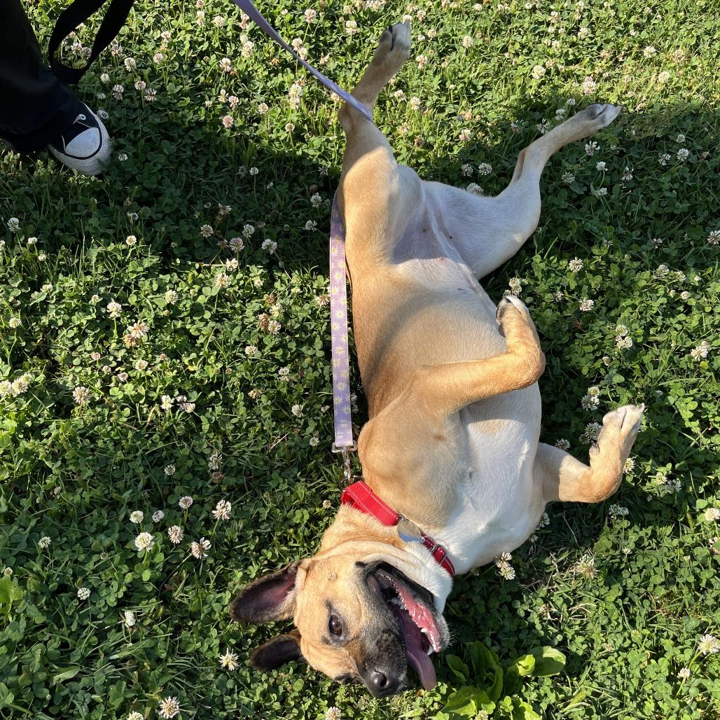 Widget, a Adoptable mixed breed in Nashville, TN image 6/6
