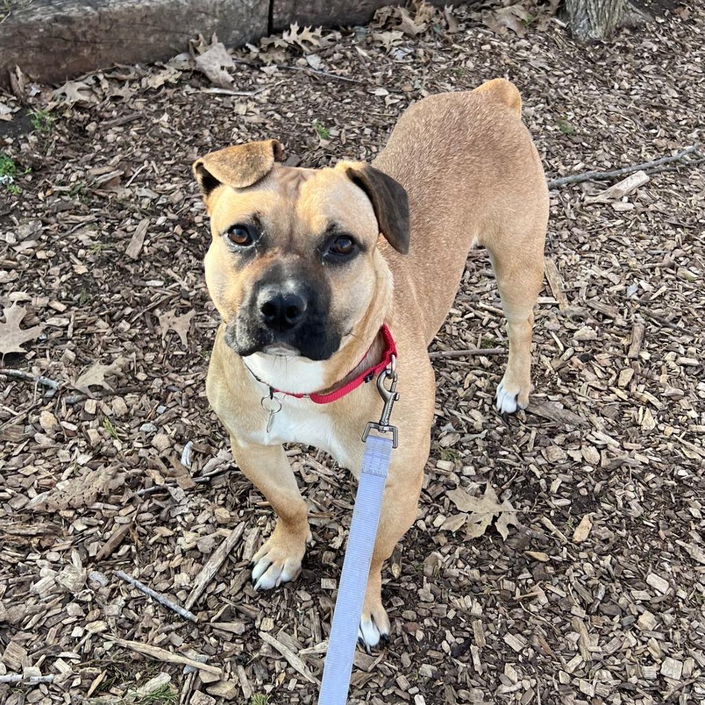 Enlarge Widget, a Adoptable Mixed Breed in Nashville, TN image 6/6