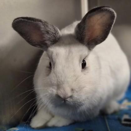 Knick Knack, a Adoptable mixed breed in Sacramento, CA image 1/3