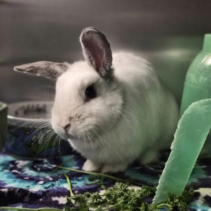 Knick Knack, a Adoptable mixed breed in Sacramento, CA image 2/3