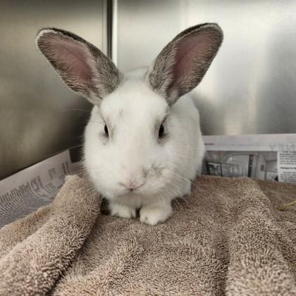 Knick Knack, Adoptable, Baby Female American.